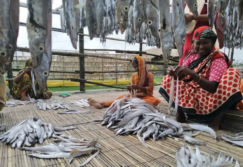 خشک کردن ماهی در بنگلادش 1