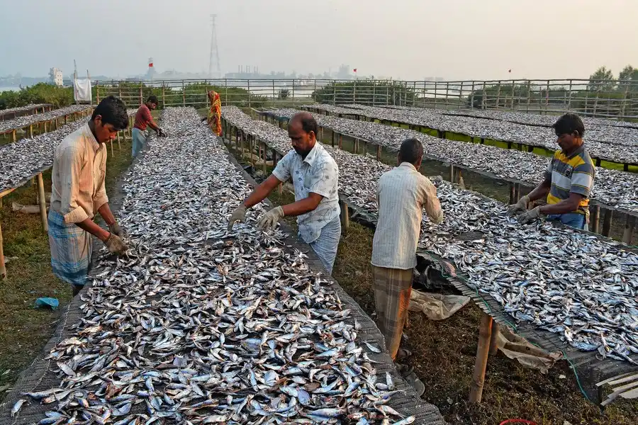 خشک کردن ماهی در بنگلادش 3