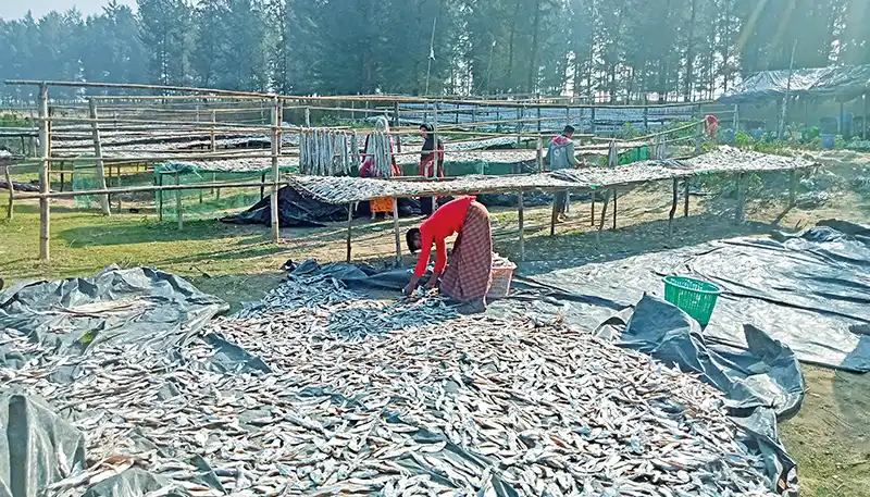خشک کردن ماهی در بنگلادش 4