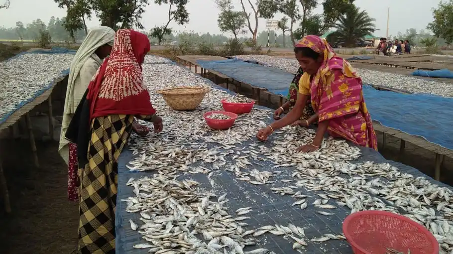 خشک کردن ماهی در بنگلادش 5