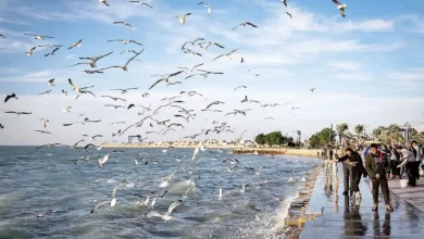 ساحل زیبای بندر بوشهر