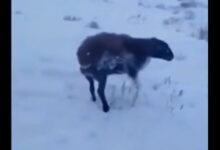 سرمای 50 درجه قزاقستان گرگ و گوسفند رو درجا خشک کرد