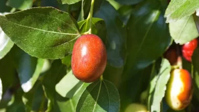 قند حبه‌ ای عناب