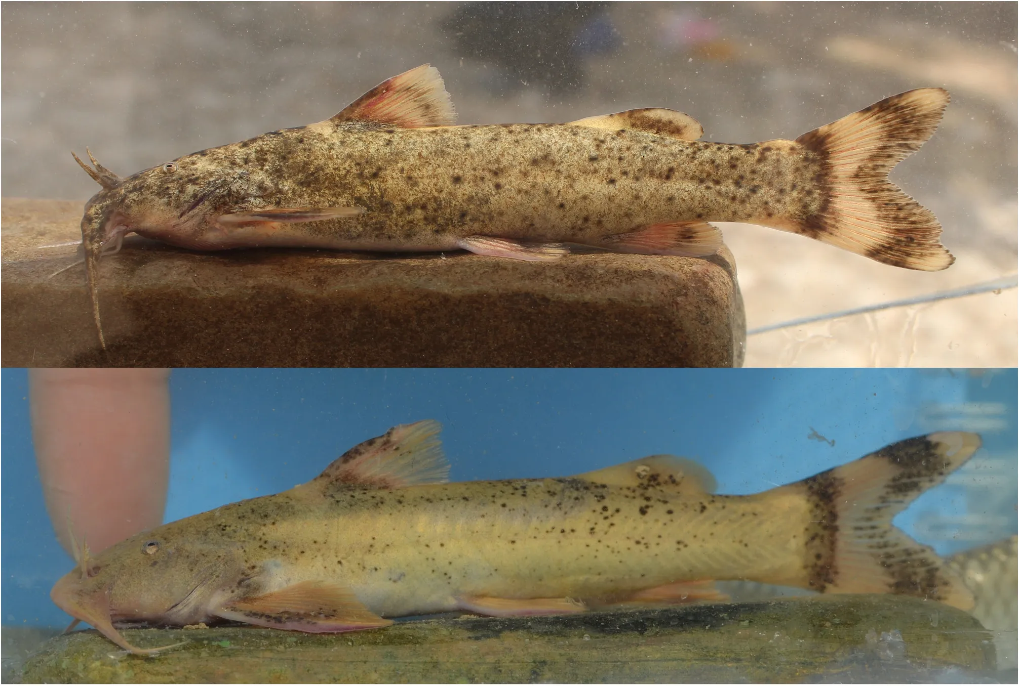 نام این ماهی علی دایی است! (+عکس) 2 ماهی علی دایی 2