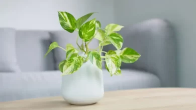 گیاه پتوس