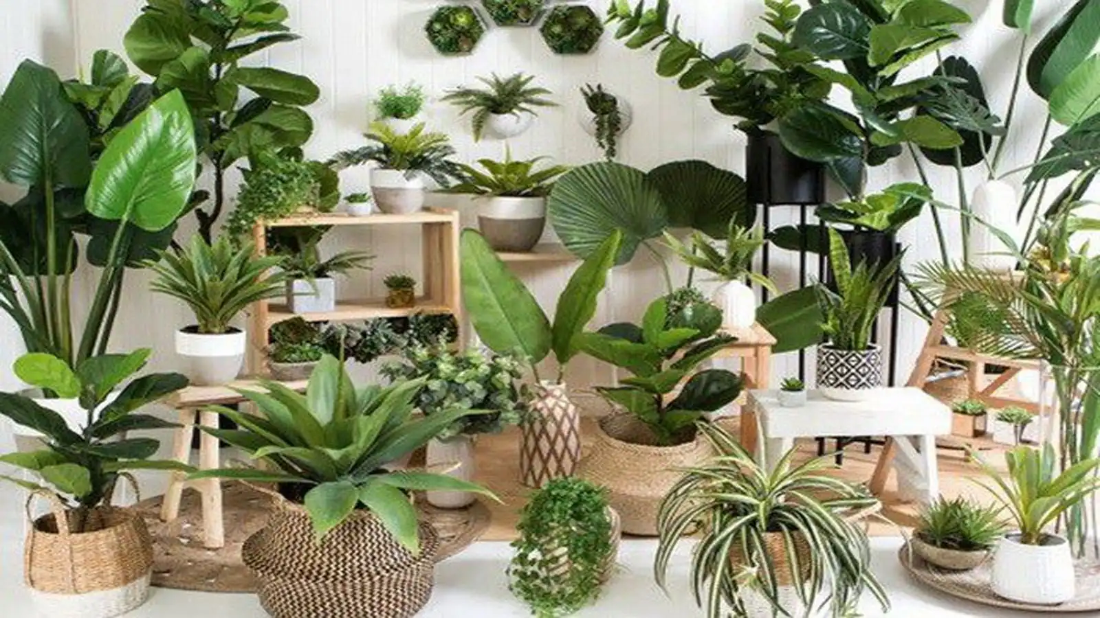 گیاهان آپارتمانی 1