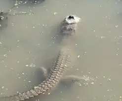 خرسهای قطبی