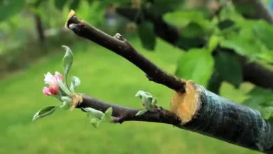 آموزش پیوند زدن گل و گیاه و درختان میوه