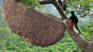 برداشت عسل وحشی