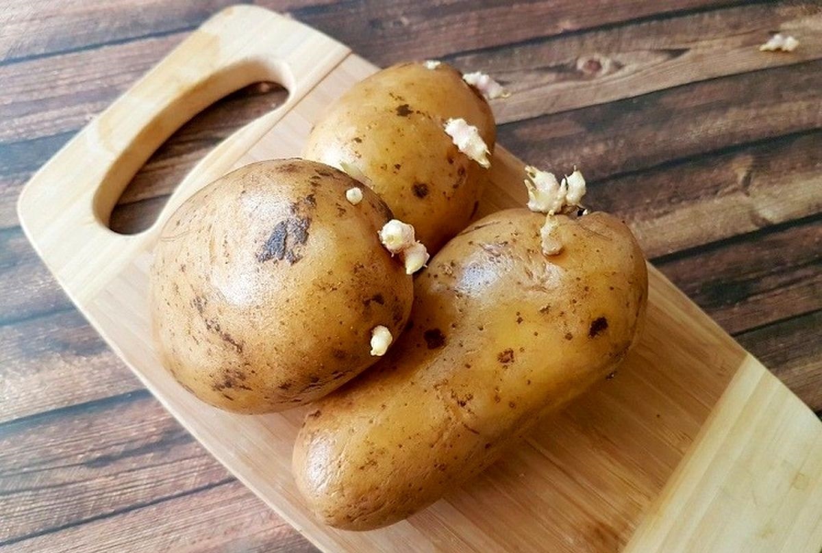 سیب‌زمینی جوانه‌زده