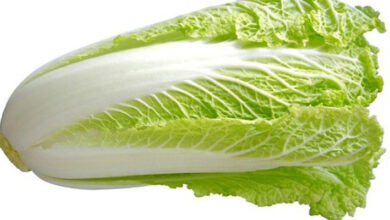 مغز وسط کاهو