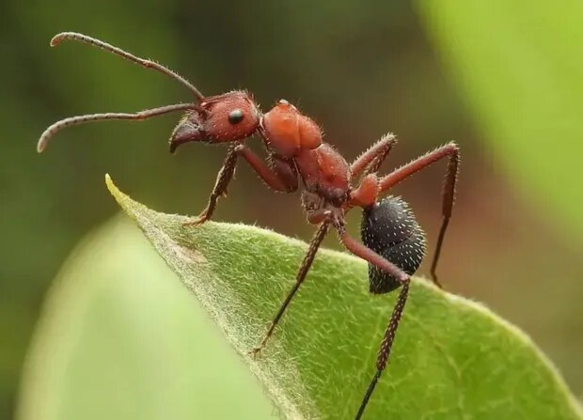 مورچه‌