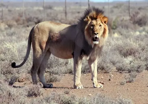 الهه حسیننژاد