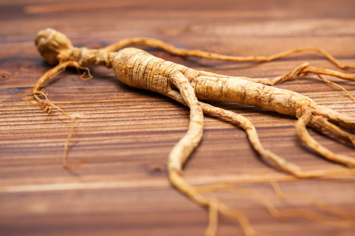 Ginseng 1