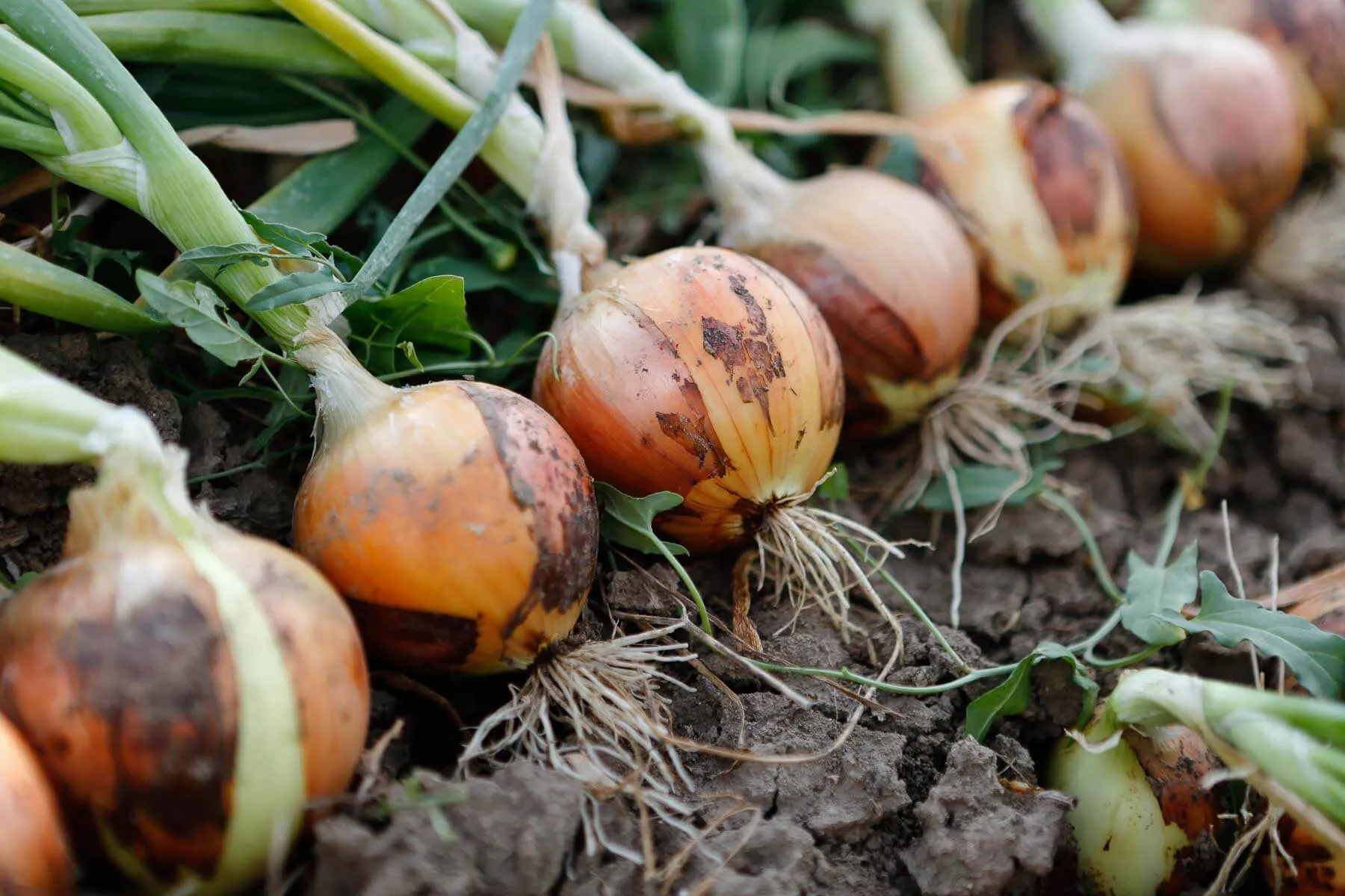 an onion 1
