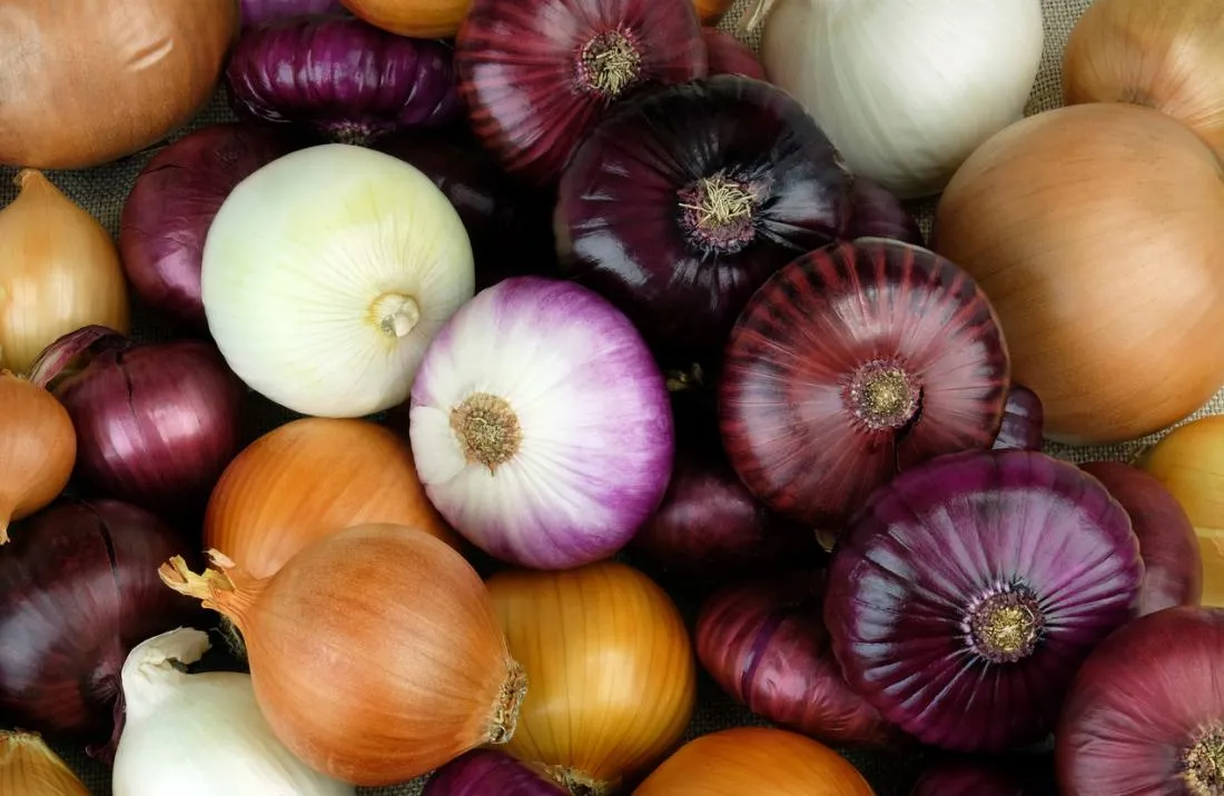 an onion 2