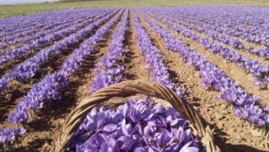 برداشت و فرآوری هزاران کیلوگرم زعفران توسط افغانستانی ها
