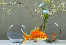 تزیین سبزی خوردن