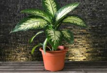 گل‌های آپارتمانی