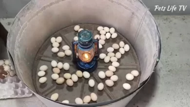 ساخت دستگاه جوجه کشی 100 عددی با چراغ نفتی