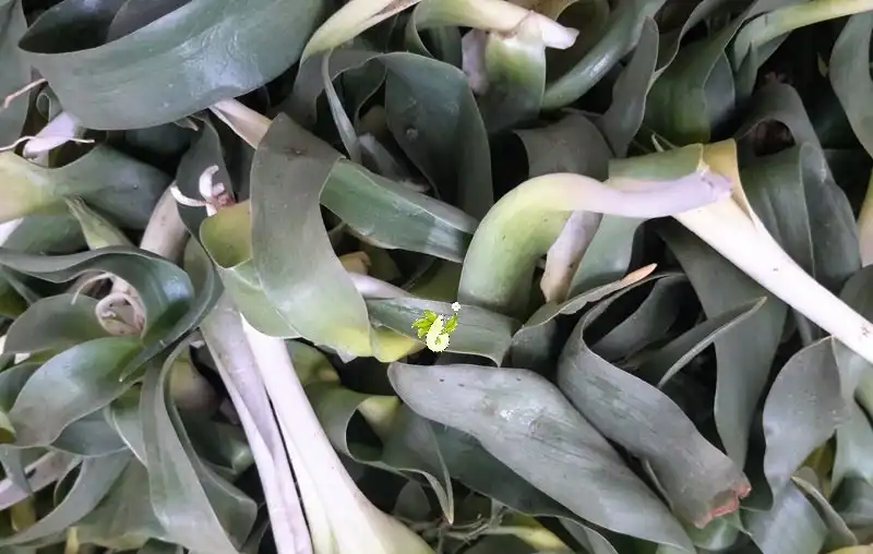والک