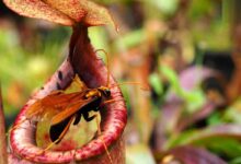 گیاهان گوشتخوار