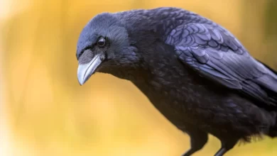 Crow