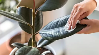 تمیز کردن برگ گیاهان