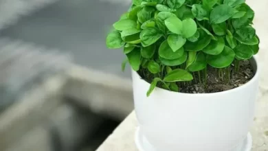 سبزه عید