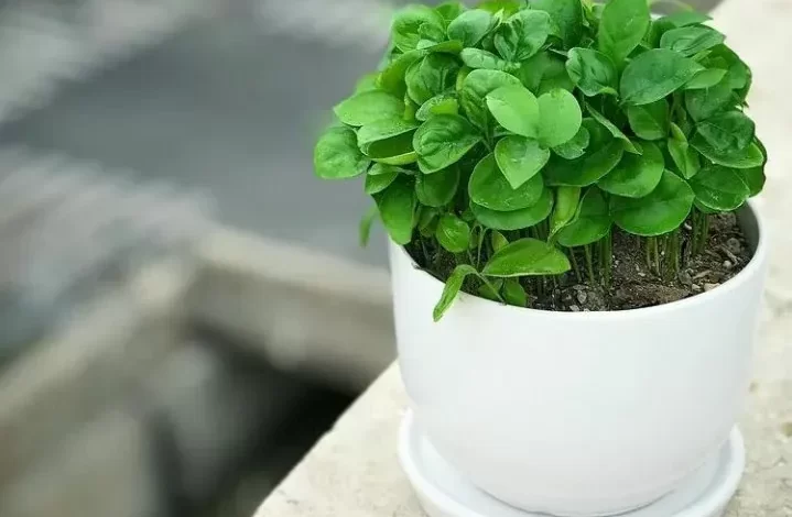 سبزه عید
