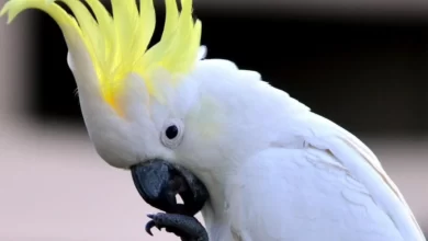 طوطی