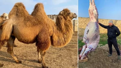 پخت شتر 340 کیلویی در تنور زیرزمینی