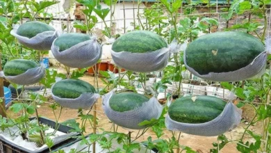پرورش هندوانه