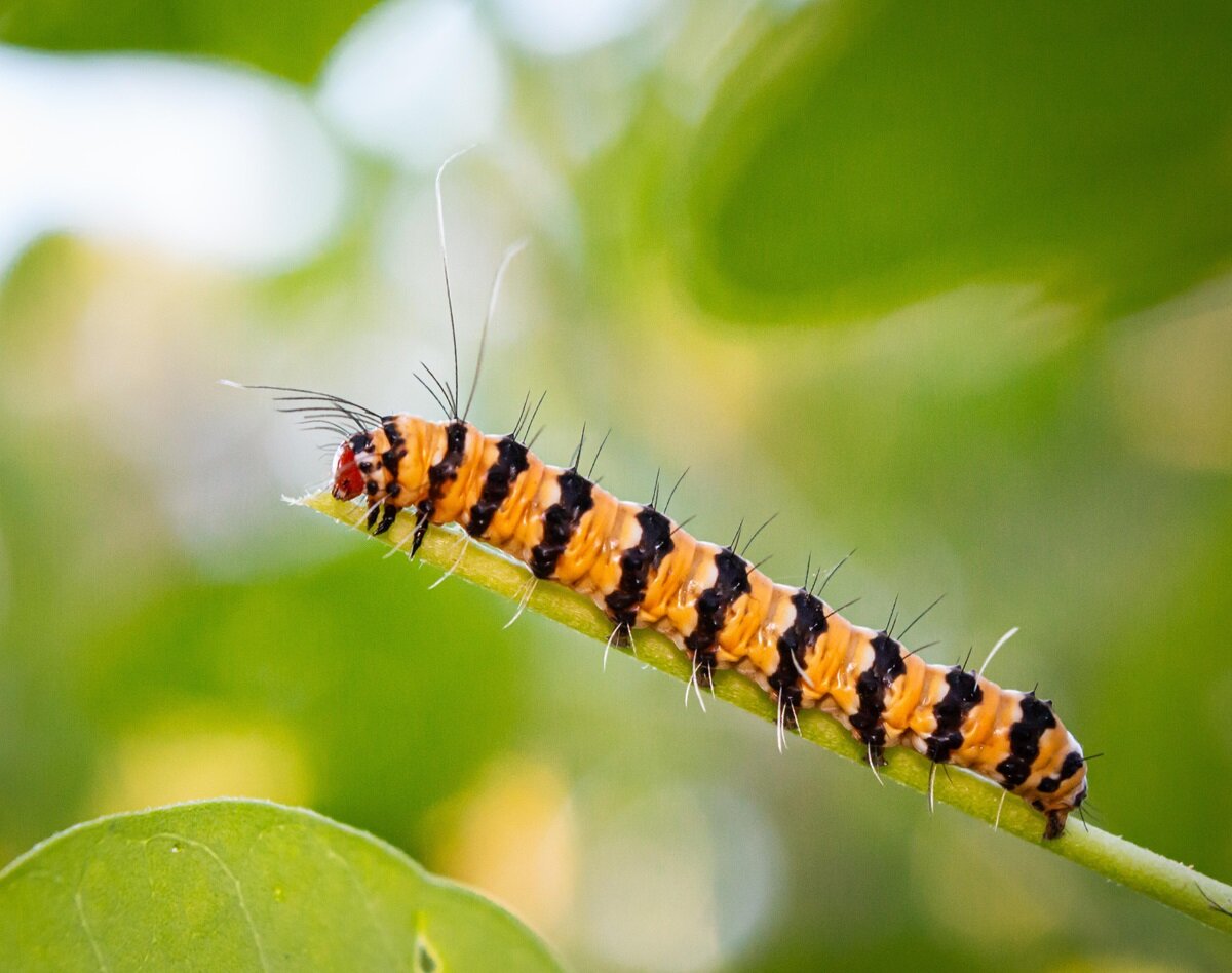 شب‌پره‌های سمی