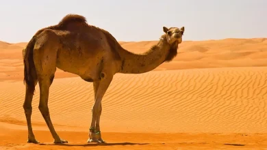شتر