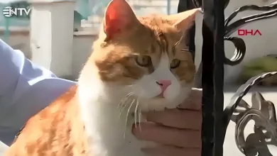 سردار آزمون
