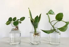 قلمه زدن درختان میوه