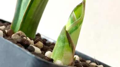 قلمه زدن دیفن باخیا