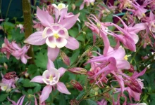 چای‌های گیاهی