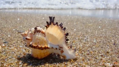 Seashell coast