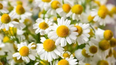 بابونه