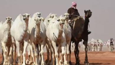 ببینید چگونه عربستان بیشترین شتر جهان را تولید می‌کند؟