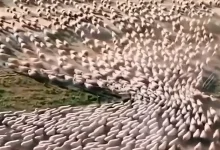 بزرگترین گله گوسفند