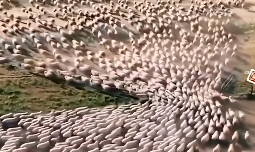 بزرگترین گله گوسفند
