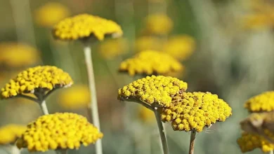 خواص بومادران سلامتی