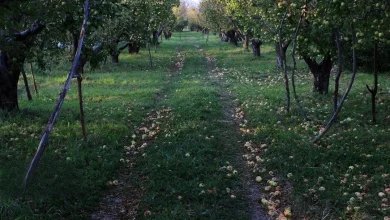 تگرگ باغ