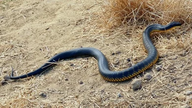 نیسان آبی