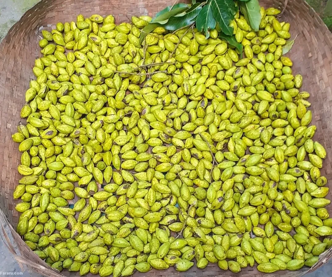 خواص هلیله سیاه