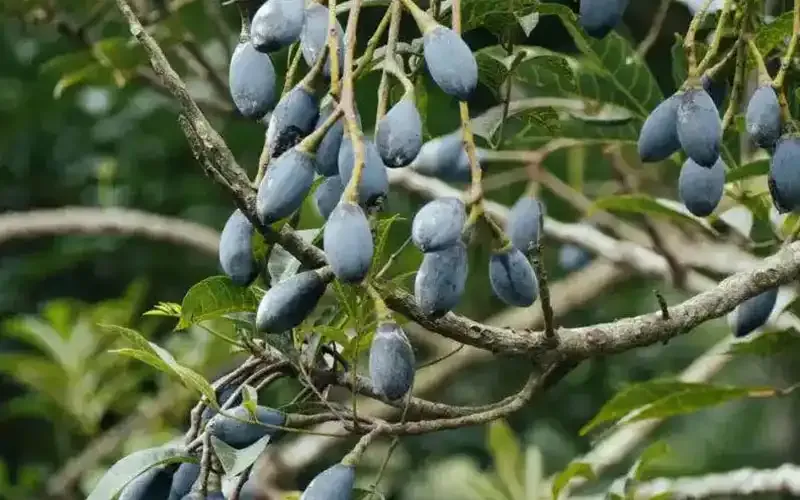 خواص هلیله سیاه