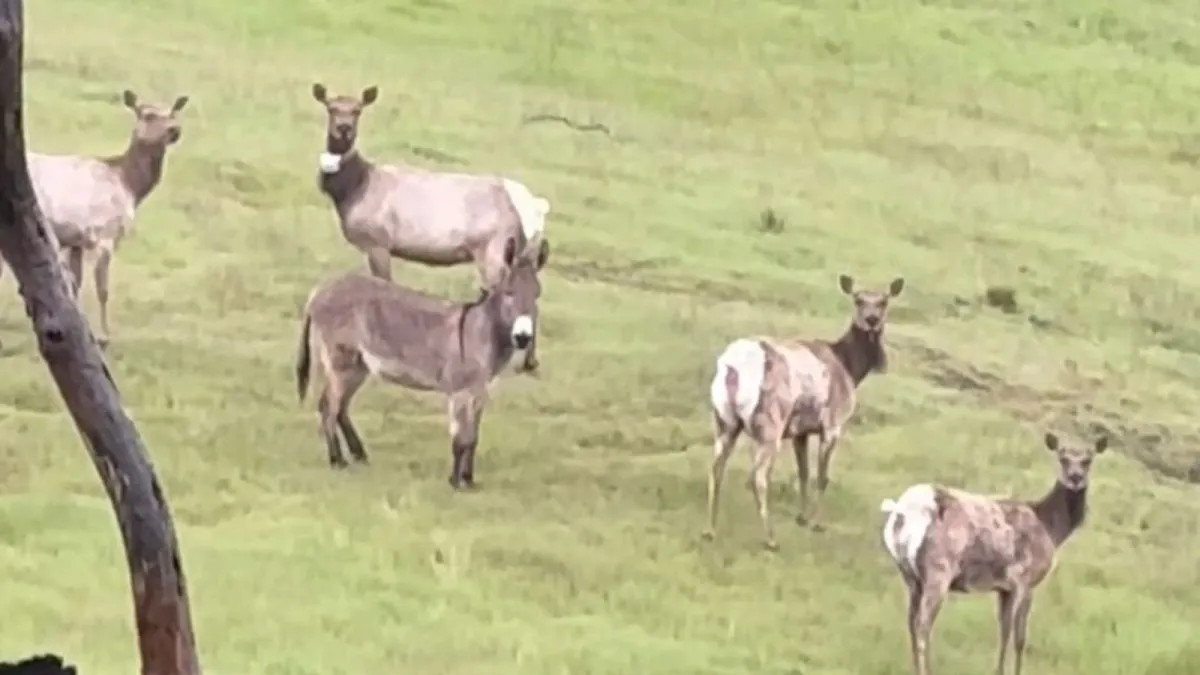 الاغ گمشده پس از ۵ سال در میان یک گله گوزن وحشی پیدا شد